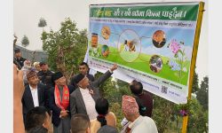 सधैं र सबै ठाउँमा किन्न पाइँदैन ‘रोङ मह’