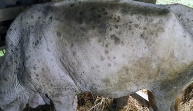 दुई हजार छ सय गाईभैँसीमा लम्पिस्किन