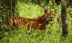 बाघ लुक्ने झाडी फाँड्दै वडा कार्यालय