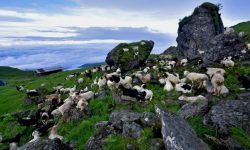 लेक चड्न थाले भेडी गोठ