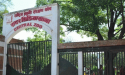 भोटो जात्राले चिडियाखानामा एकै दिन १२ हजार अवलोकनकर्ता, शुल्क आधाभन्दा कम