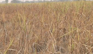 उखु खेतमै सुक्न थालेपछि किसान चिन्तित