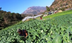 कृषि व्यवसायमा रमाउँदा …