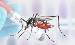 श्रीलङ्कामा डेङ्गुका बिरामीमध्ये एक चौथाइ विद्यालय जाने बालबालिका