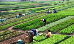 कृषिमा आत्मनिर्भर बन्न कृषकसँग राय