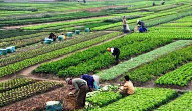 कृषिमा आत्मनिर्भर बन्न कृषकसँग राय