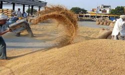 ‘धान उत्पादनलाई प्रवर्द्धन गरिनुपर्छ’