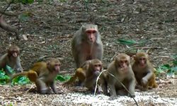 बसाइँसराइले रित्तिदै गाउँ : बढ्यो बाँदर आतङ्क