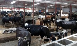 माछापुच्छ्रेमा पशुपालन व्यवसाय फस्टाउँदै