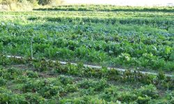 हराभरा मेघौली