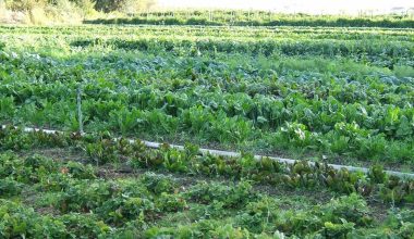 हराभरा मेघौली