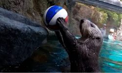 बास्केटबल खेल्न सिपालु जीव