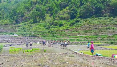 गलकोटमा रोपाइँको चटारो