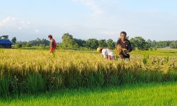 चैतेधानले पायो दोब्बर मूल्य, किसान उत्साहित