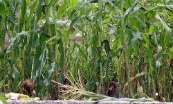 बाँदरले हैरान पारेपछि ‘बेसार खेती’