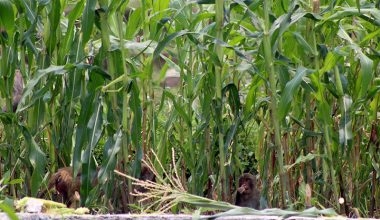 बाँदरले हैरान पारेपछि ‘बेसार खेती’