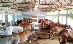 दाताको भरमा ७२ वर्ष पुरानो गौशाला