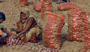 प्याजले रुवायो