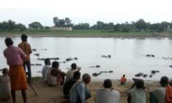 गर्मीले बिचल्ली