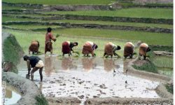 असार १५ र धान दिवस