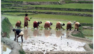 असार १५ र धान दिवस
