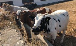 गौधाम टिकाउन समस्या