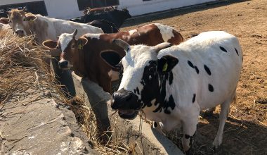 गौधाम टिकाउन समस्या