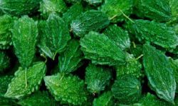 लक्ष्य पूरा भएन भन्दै कर्मचारीलाई काँचो करेला ख्वाइयो