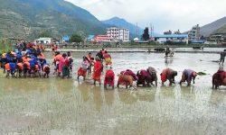 जुम्ली किसानलाई मार्सी धान रोपाइँको चटारो