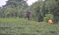 नेपाल र भारत सीमामा वन र वन्यजन्तुको द्वन्द्व