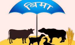 बिमा कम्पनीले पशुधनको बिमा गर्न छाडिदिए