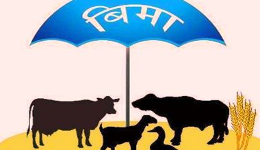 बिमा कम्पनीले पशुधनको बिमा गर्न छाडिदिए