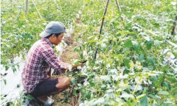 व्यावसायिक कृषिमा आकर्षण