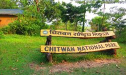 चितवन निकुञ्जले गर्याे नियमविपरीत काम गर्ने ६५ जनालाई कारबाही