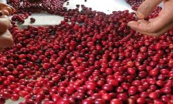 काठमाडौंमा कफी सम्मेलन