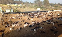 छाडा चौपाया व्यवस्थापन भएपछि किसान खुसी