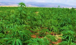 गाँजाखेती : भ्रम र वास्तविकता