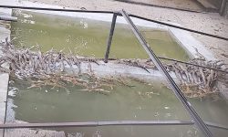 प्रजनन केन्द्रमा कोर लिन थाले गोहीको बच्चा