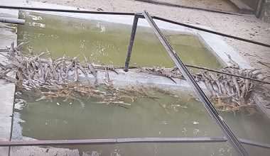 प्रजनन केन्द्रमा कोर लिन थाले गोहीको बच्चा