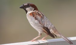 भारतमा लोप हुँदै गौरैया (भँगेरा) चरा