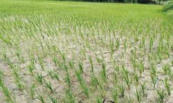 खडेरीले बीउ सुक्यो, रोपाइँँ प्रभावित