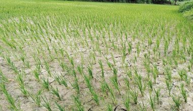 खडेरीले बीउ सुक्यो, रोपाइँँ प्रभावित