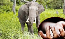 झापामा हात्तीको आक्रमणबाट मृत्यु हुनेको सङ्ख्या बढ्दो