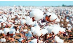 कपास विकास समिति खारेजीले किसान चिन्तित, खेती अन्योल