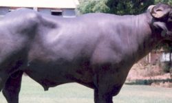 मुर्रा राँगा नेपाल आइपुग्न दुई महिना लाग्ने