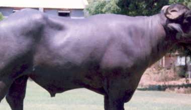 मुर्रा राँगा नेपाल आइपुग्न दुई महिना लाग्ने