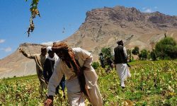 अफगानिस्तानमा ८० एकड क्षेत्रफलमा लगाइएको अफिम खेती नष्ट