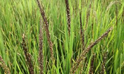 जोगाउनै गाह्रो भयो बुद्धकालीन कालानमक धान