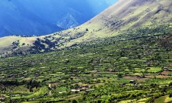 अब निसेलढोरमै स्वास्थ्य सेवा