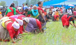 पोखरामा ६० प्रतिशत रोपाइँ
